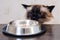 Cat food bowl pet animal. meal