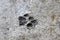 Cat foot print dried in cement on garage floor