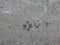 Cat footprints on concrete