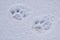 Cat footprints on snow surface close-up. Pets walk outdoors in cold winter season.