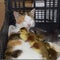 Cat foster mother for the ducklings