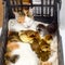 Cat foster mother for the ducklings