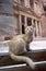 Cat in front of Al Khazneh Treasury ruins, Petra, Jordan