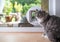 Cat in front of cat flap in window