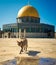 Cat in front the dome of the rock