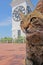 Cat in front of Novi Sad historical tower