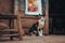 Cat in front of painting at Ait Benhaddou fortress town in Morocco