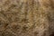 Cat fur close up background texture. Brown abstract stripes