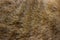 Cat fur close up background texture. Brown abstract stripes