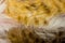 Cat fur close up background texture. Yellow abstract stripes