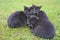 Cat gang - black cats sit in a group on the green grass and look at the camera