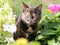 Cat in the garden among flowering plants