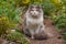 Cat on the garden path. Kitten sitting in the path