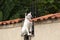 Cat on garden wall