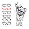 Cat with glasses. Painted stylized image of a cat on a white background, who wears glasses. Choosing glasses for eyes. The selecti