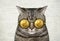 Cat in gold hryvnia glasses 2