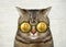 Cat in gold ruble glasses 2