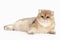 Cat. Golden british cat on white background