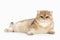 Cat. Golden british cat on white background