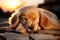 Cat and golden retriever snooze together in adorable harmony