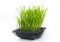 Cat grass isolated on white background. Beneficial grass for domestic cats. Provides essential vitamins and folic acids. Assists i