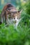 Cat on the grass. Kitten lying on a grass field on a garden