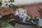 Cat on the grass. Kitten lying on a grass field on a garden