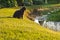 Cat on grass looking to the water