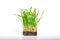 Cat grass. Sprouted oats in the ground on a white background