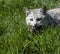 Cat in the grass, there is a body of a sparrow on the cats mouth