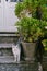 A cat with a gray back and a white chest on the steps with a white door and a large flower in a stone street pot.