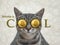 Cat gray in cool bitcoin glasses