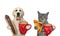 Cat gray and dog labrador drink coffee