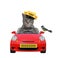 Cat gray drives red taxi car