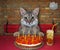 Cat gray eating jelly cake with candles