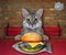 Cat gray eating raw fish burger at table