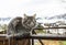 Cat gray fluffy cute striped with green eyes sits on wooden fence or gate. mountains in the morning sunny dawn. close-up gray