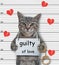 Cat gray guilty of love