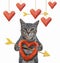 Cat gray holds heart sausage 3