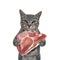 Cat gray holds raw piece of meat