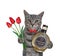 Cat gray holds red tulips and liquor