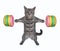 Cat gray lifting donut barbell