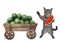 Cat gray near cart with watermelons