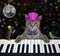 Cat gray plays piano in nightclub 2