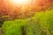 Cat on Green cascade rice field plantation at Tegalalang terrace. Bali, Indonesia with sunlight