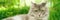 Cat with green eyes and grey fur in summer grass outdoor banner panorama. Grey long hair Ragdoll with green eyes