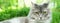 Cat with green eyes and grey fur in summer grass outdoor banner panorama. Grey long hair Ragdoll with green eyes.Cat