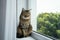 A cat with green eyes looks interested window tree window sill curtain banner