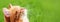 Cat in green grass - banner - web header template