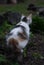 Cat on green grass in the garden